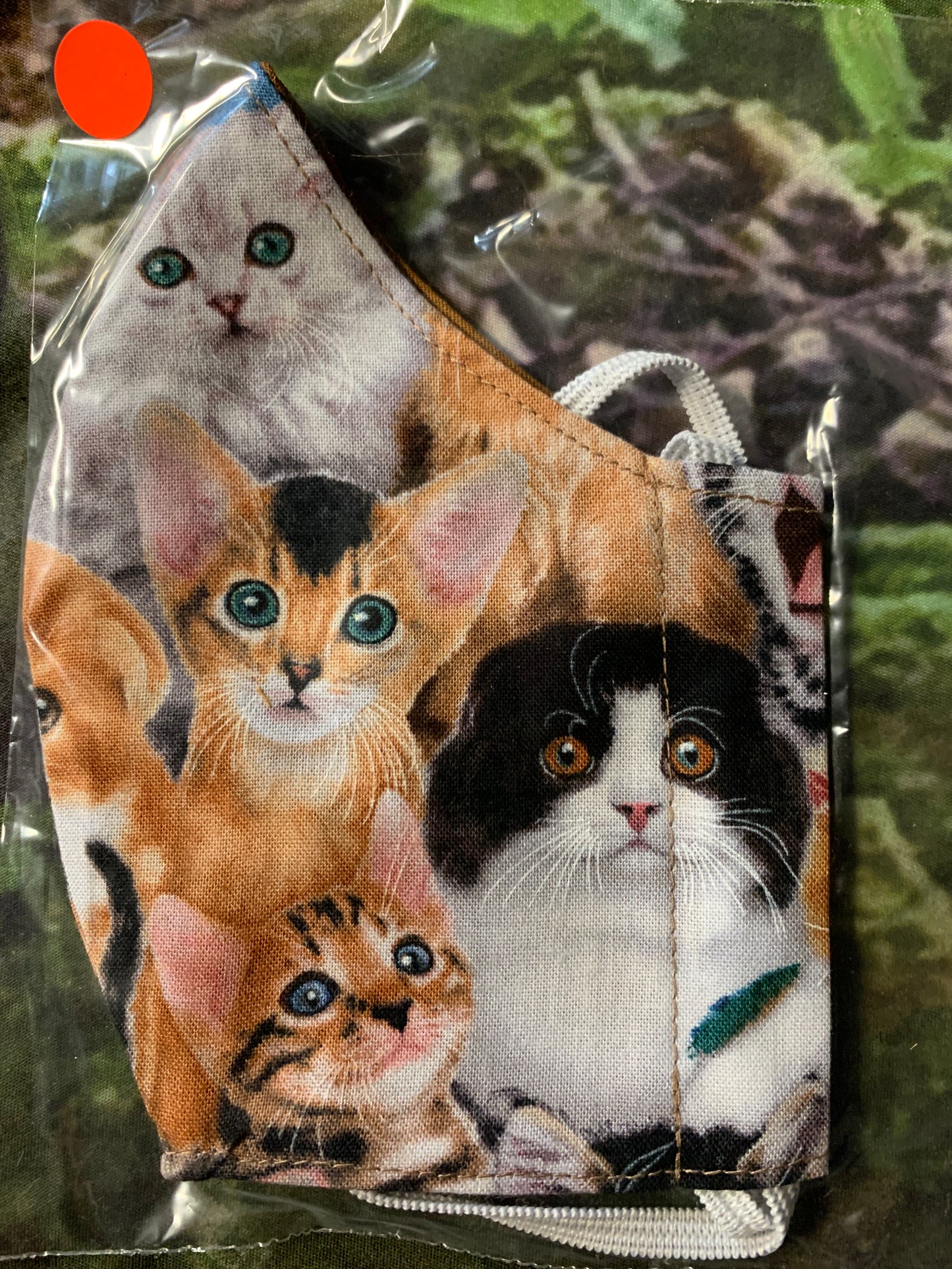 Kittens 4