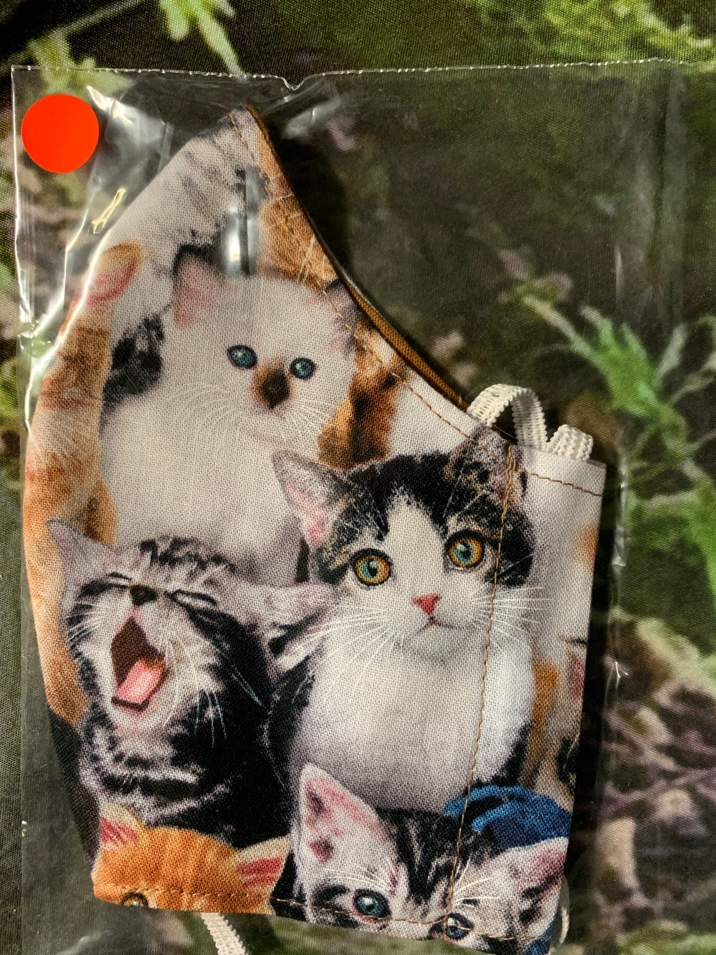 Kittens 6