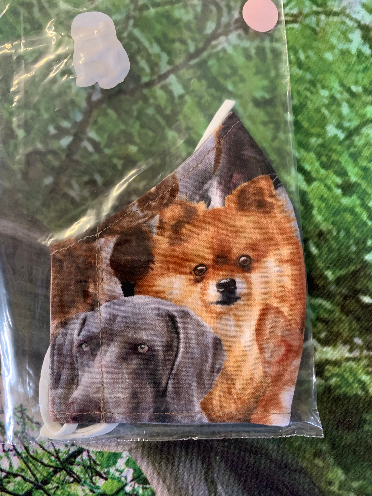 Pomeranian