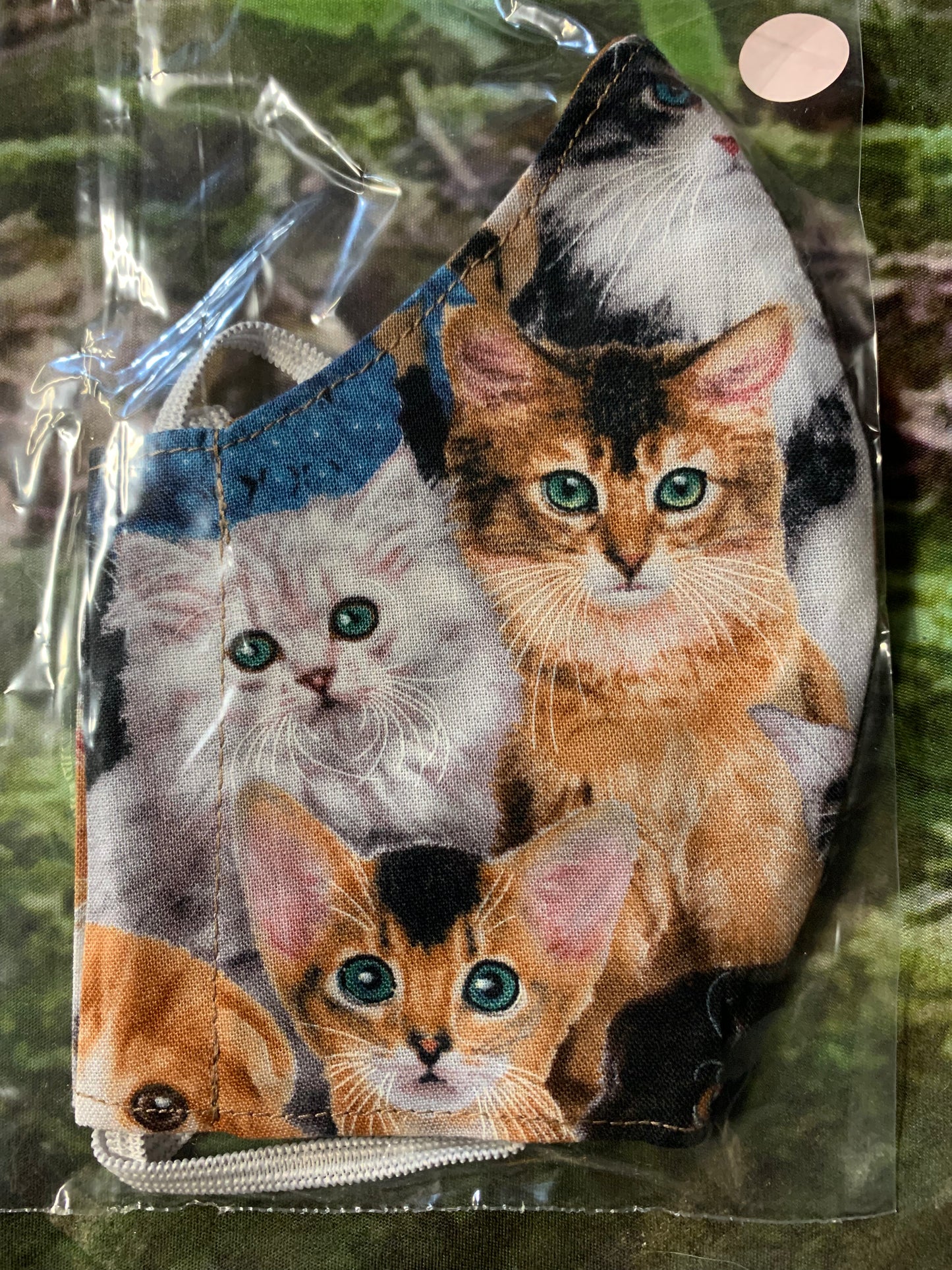 Kittens 4