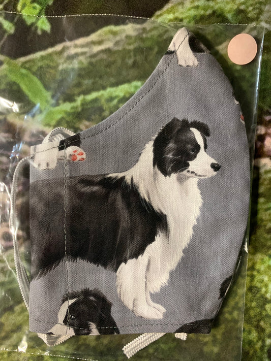 Border Collie Standing 2