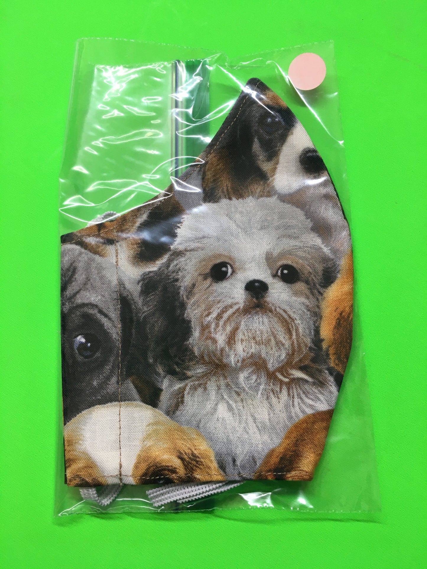 Cute Maltese pup