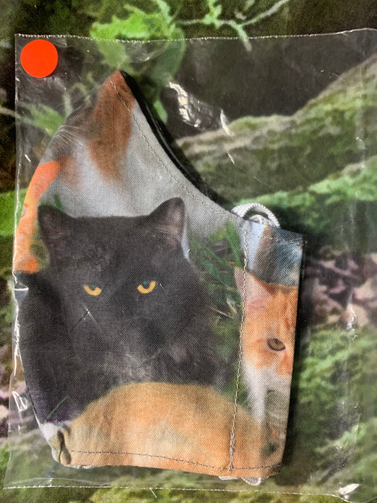 Black cat & Ginger & White cat