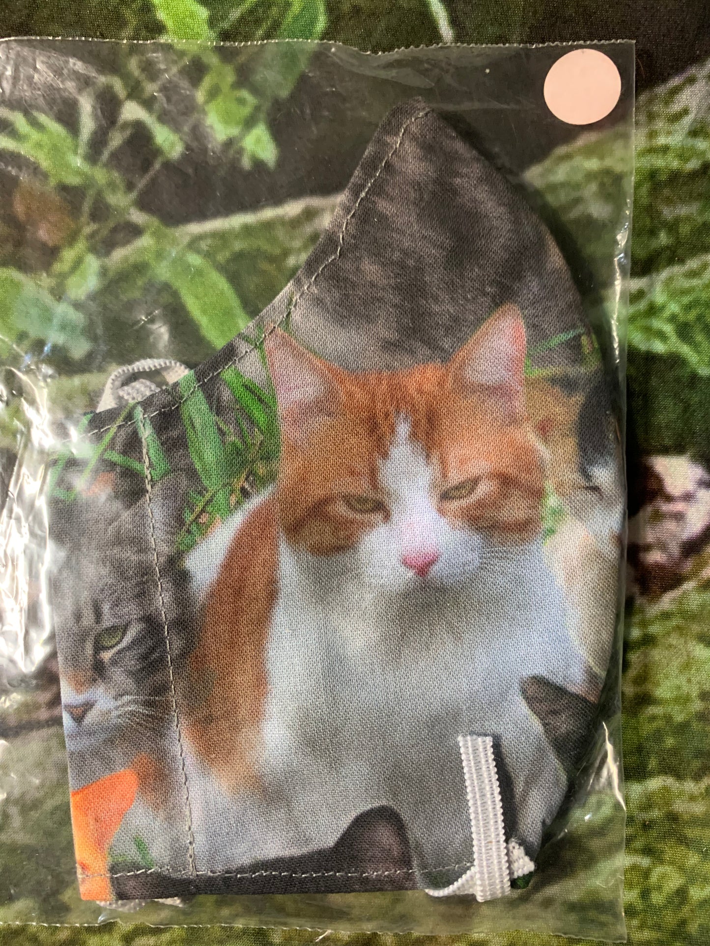 Black cat & Ginger & White cat