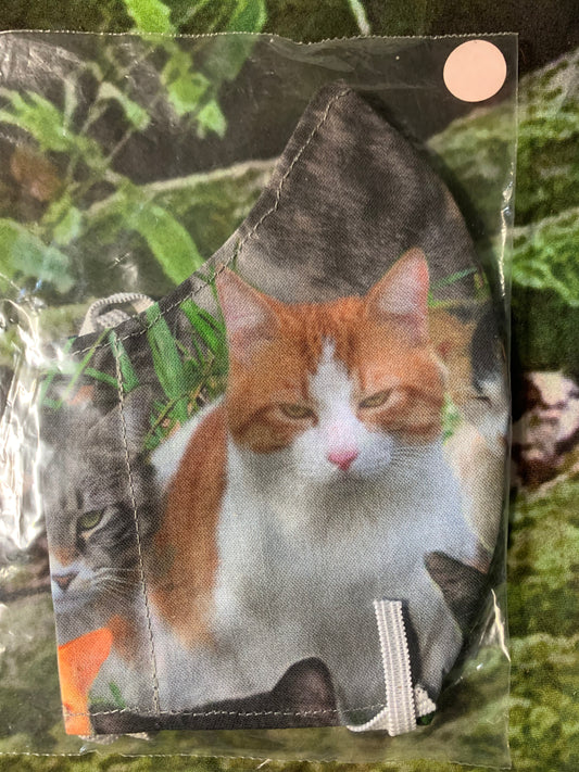 Black cat & Ginger & White cat