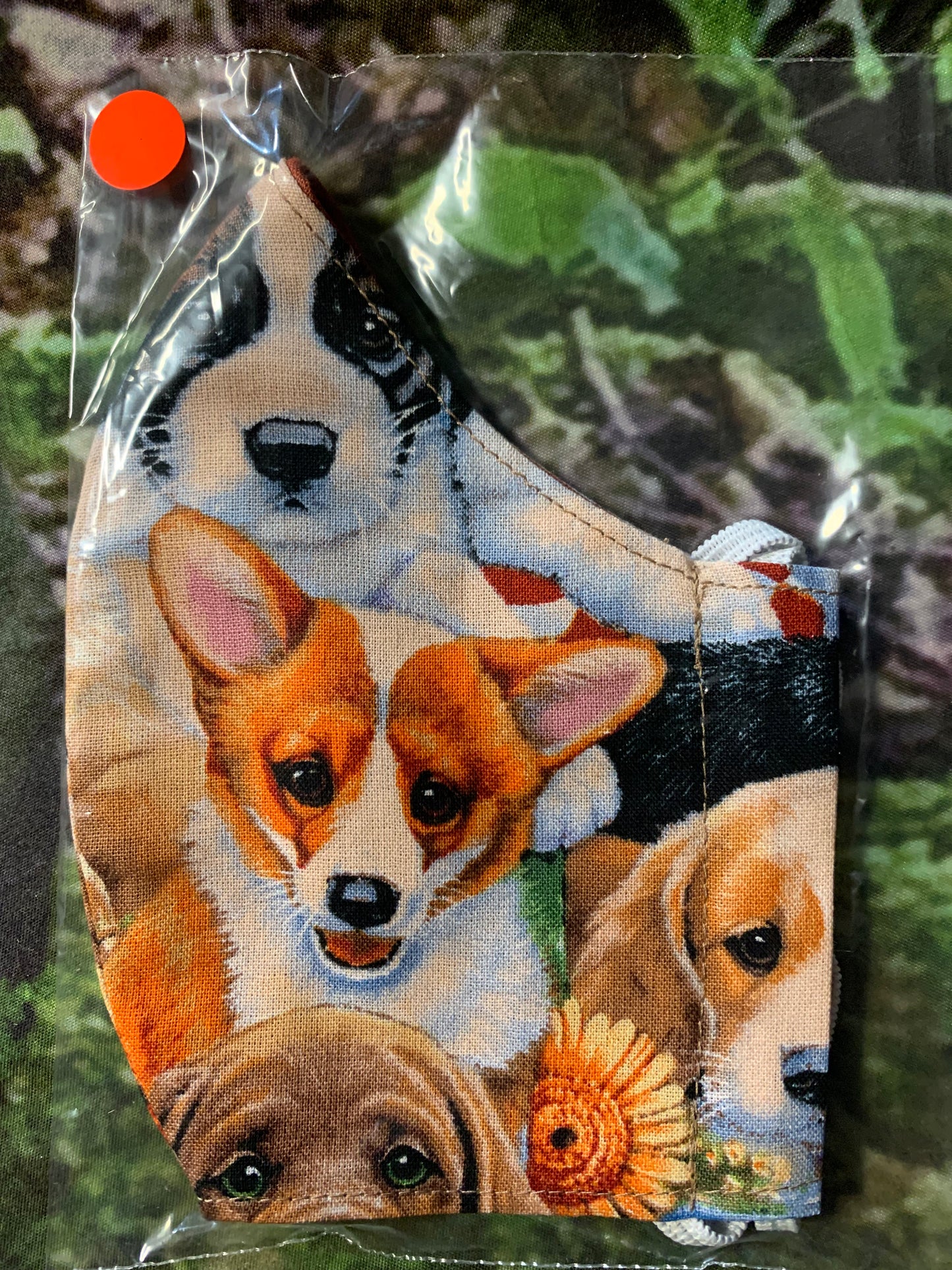 Corgi pup