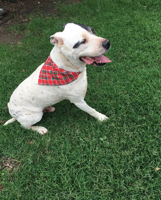Red tartan dog bandannas