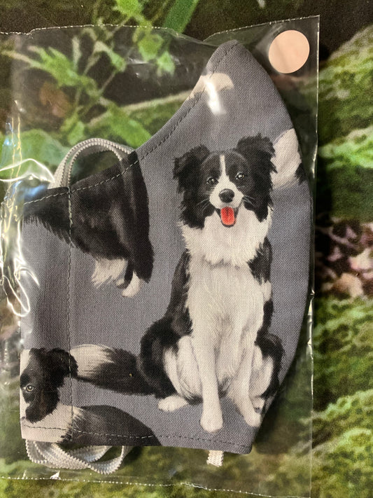 Black & White Border Collie Head