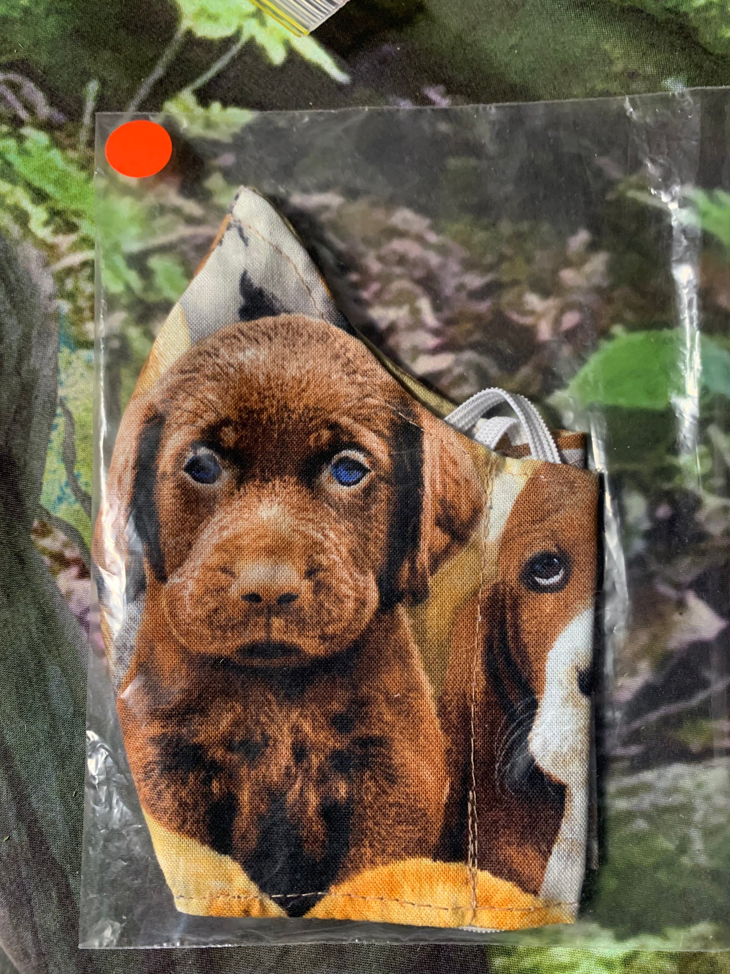 Chocolate Labrador Pup